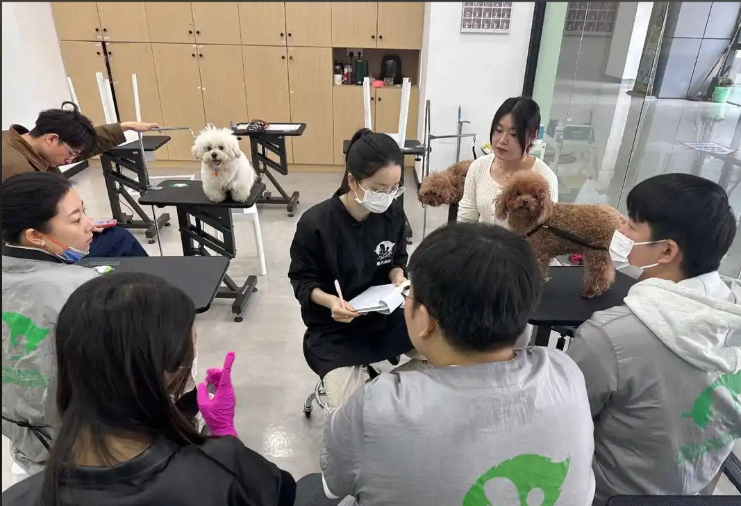 包头市宠物美容培训学校宠物美容培训学校 - 排名